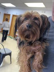 Found/Stray Male Dog last seen Second loop rd, Timmonsville, SC 29161