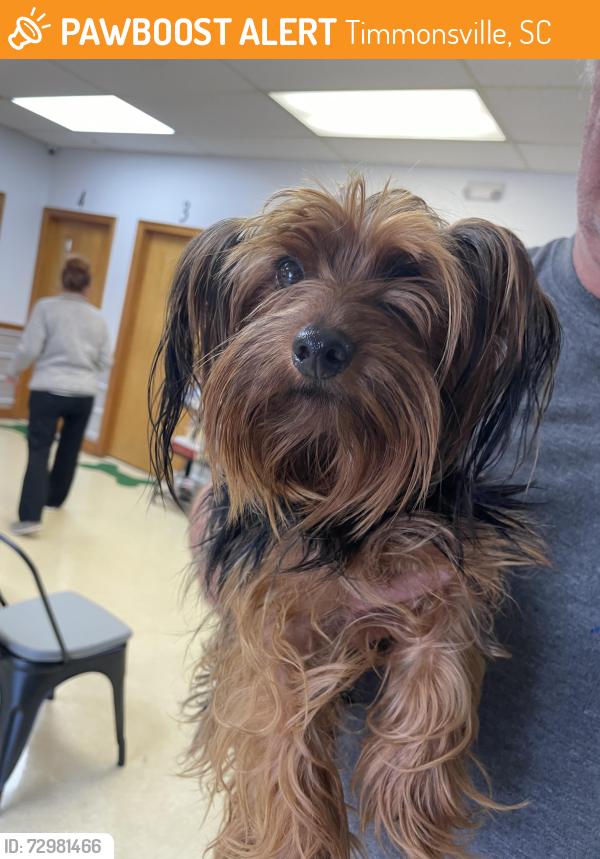 Found/Stray Male Dog last seen Second loop rd, Timmonsville, SC 29161