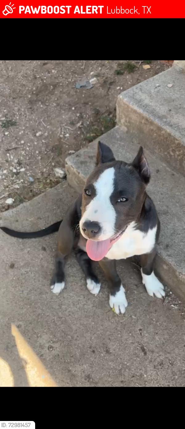 Lost Male Dog last seen 21st and Dixie Dr , Lubbock, TX 79411