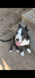 Lost Male Dog last seen 21st and Dixie Dr , Lubbock, TX 79411