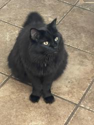 Lost Male Cat last seen Brentwood Blvd, Havenwood Ave, Brentwood, CA 94513