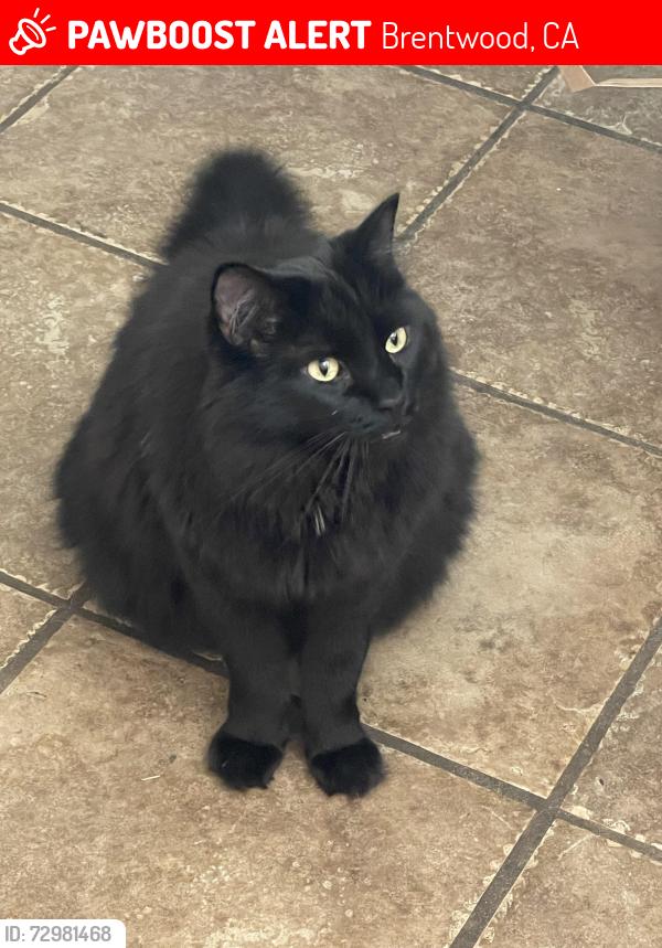 Lost Male Cat last seen Brentwood Blvd, Havenwood Ave, Brentwood, CA 94513