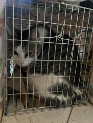 Found/Stray Female Cat last seen hanchett avenue, San Jose, CA, San Jose, CA 95126