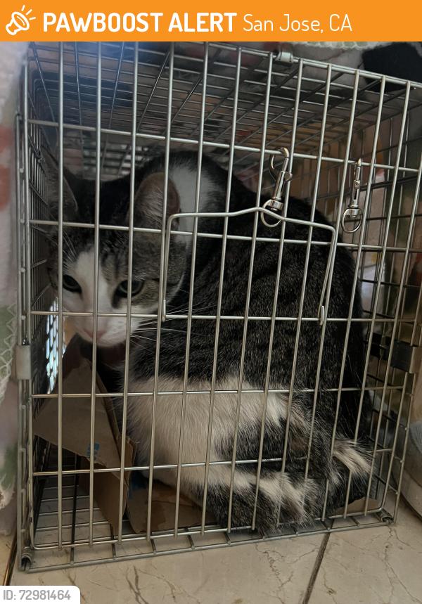 Found/Stray Female Cat last seen hanchett avenue, San Jose, CA, San Jose, CA 95126