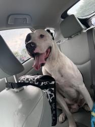 Found/Stray Male Dog last seen Food lion, Augusta, GA 30906