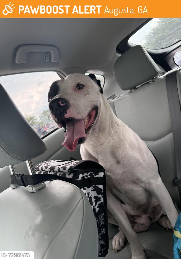 Found/Stray Male Dog last seen Food lion, Augusta, GA 30906