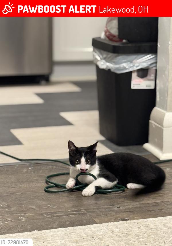 Lost Male Cat last seen Clifton blvd , Lakewood, OH 44107
