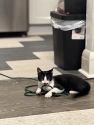 Lost Male Cat last seen Clifton blvd , Lakewood, OH 44107