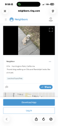 Reunited Male Dog last seen Florence & Vinevale, Bell, CA 90201