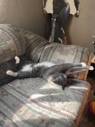 Lost Male Cat last seen N Jackson ave Ogden ut. By Hillcrest Elementary, Ogden, UT 84404