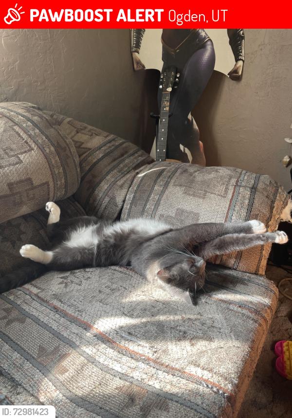 Lost Male Cat last seen N Jackson ave Ogden ut. By Hillcrest Elementary, Ogden, UT 84404