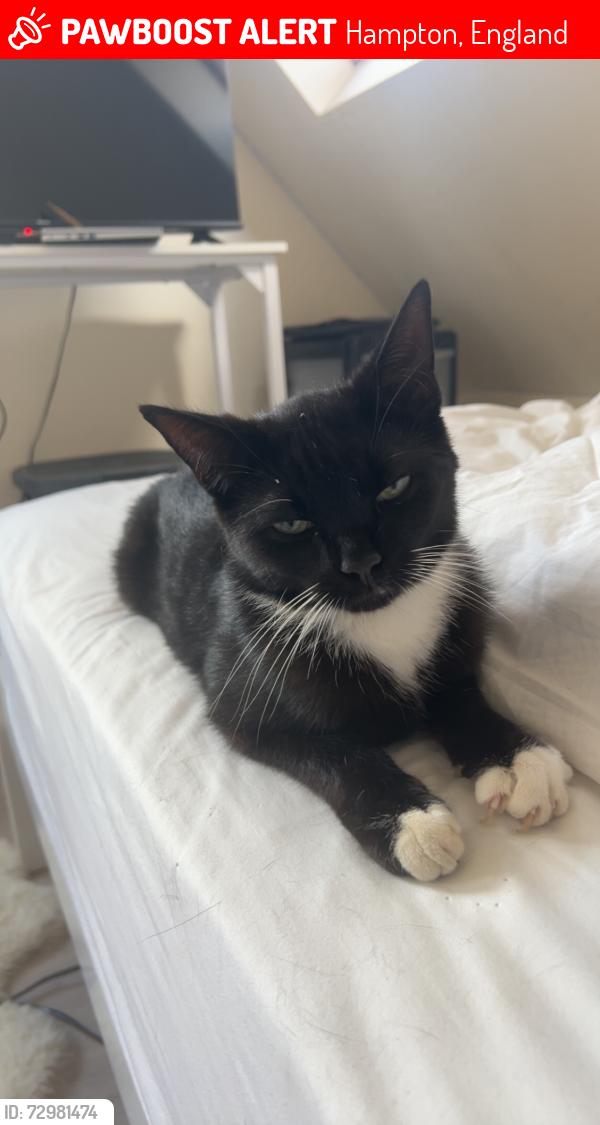 Lost Male Cat last seen Costcutter , Hampton, England 