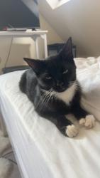 Lost Male Cat last seen Costcutter , Hampton, England 