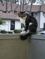 Lost Unknown Cat last seen oro vista road, San Diego, CA 92154