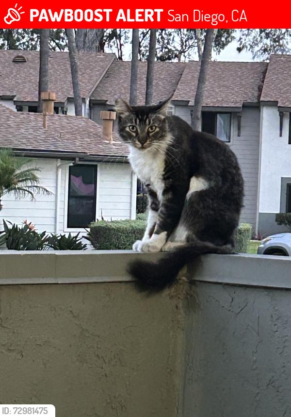 Lost Unknown Cat last seen oro vista road, San Diego, CA 92154