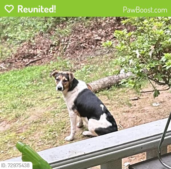 Reunited Female Dog last seen Old Garth and Barracks Rd, Albemarle County, VA 22901