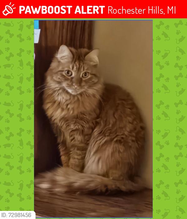 Lost Male Cat last seen Auburn Rd and Crooks Rd, Davenport Ln and Gilsam Ave (in neighborhood), Rochester Hills, MI 48309