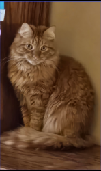 Lost Male Cat last seen Auburn Rd and Crooks Rd, Davenport Ln and Gilsam Ave (in neighborhood), Rochester Hills, MI 48309