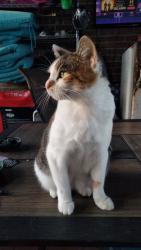 Lost Female Cat last seen Us market and space age fuel, mcdonalds, Portland, OR 97211
