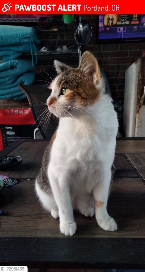 Lost Female Cat last seen Us market and space age fuel, mcdonalds, Portland, OR 97211