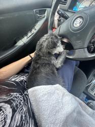 Reunited Male Dog last seen Olive st , riverside ave , pepper ave , Colton, CA 92324