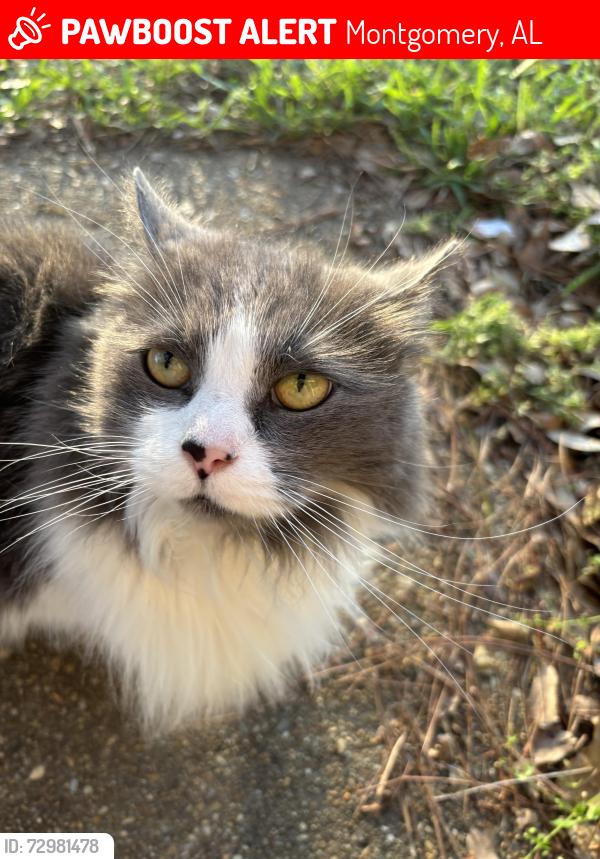 Lost Male Cat last seen Wingstop/publix dalraida area, Montgomery, AL 36109