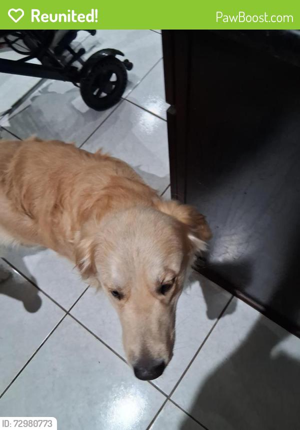 Reunited Male Dog last seen Alameda Drive, Spring Hill, FL 34609