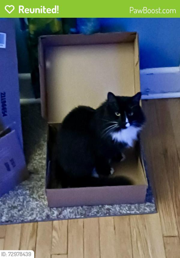 Reunited Male Cat last seen Jake Rusher Park, Asheville, NC 28704