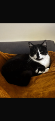 Lost Male Cat last seen Highfields Park, Beeston, England NG9 2SW