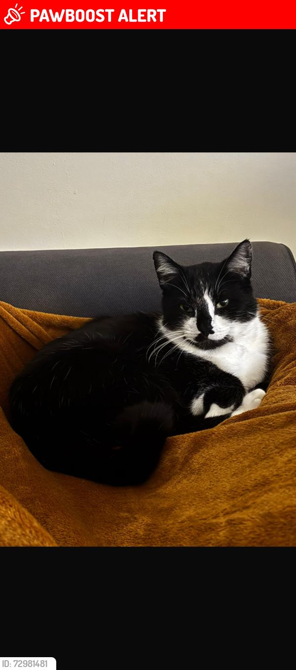 Lost Male Cat last seen Highfields Park, Beeston, England NG9 2SW