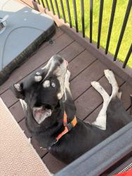 Reunited Male Dog last seen Broadfield & Gates, Jamesville, NY 13078