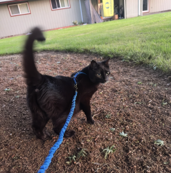 Reunited Female Cat last seen River avenue, Eugene, OR 97404
