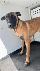 Shelter Stray Female Dog last seen Near BLOCK TURNING LEAF LN, BAKERSFIELD, CA, Bakersfield, CA 93307