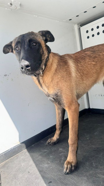 Shelter Stray Female Dog last seen Near BLOCK TURNING LEAF LN, BAKERSFIELD, CA, Bakersfield, CA 93307