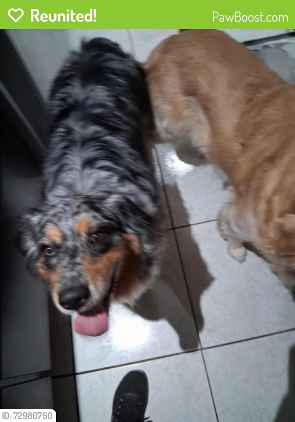 Reunited Female Dog last seen Alameda Drive, Spring Hill, FL 34609
