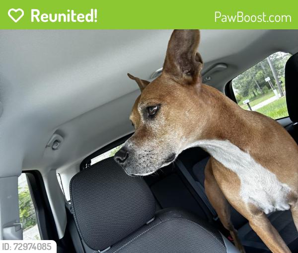 Reunited Unknown Dog last seen Side of the road in Clermont , Clermont, FL 34711