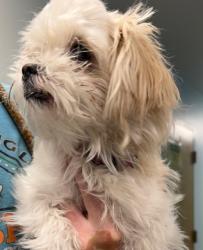 Shelter Stray Female Dog last seen CONGRESS AND PINE HILL, 19640 Dogpatch Ln, Land O' Lakes, FL 34638, USA