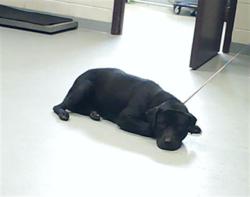 Shelter Stray Female Dog last seen Near BLOCK BLANTON RD, FAYETTEVILLE NC 28303, 4704 Corporation Dr, Fayetteville, NC 28306, USA