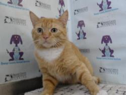 Shelter Stray Male Cat last seen , 2769 Conroy Rd, Orlando, FL 32839, USA