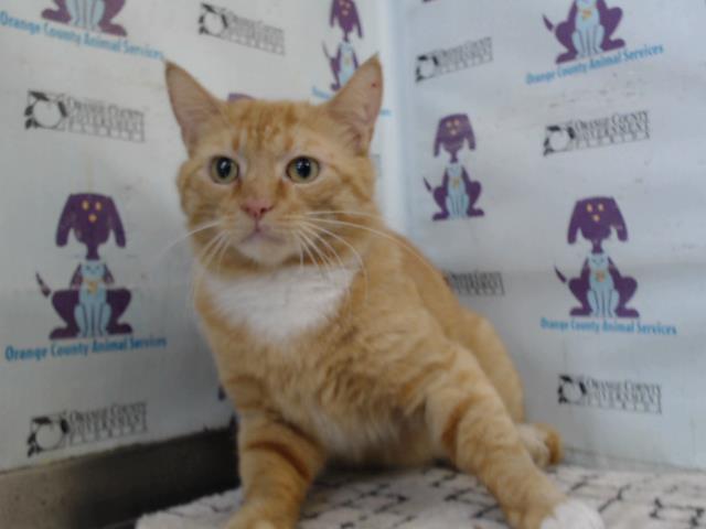 Shelter Stray Male Cat last seen , 2769 Conroy Rd, Orlando, FL 32839, USA
