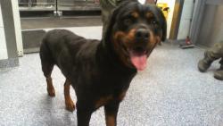 Shelter Stray Female Dog last seen CHARLOTTE, 8315 Byrum Dr, Charlotte, NC 28217, USA