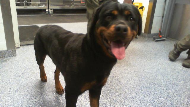 Shelter Stray Female Dog last seen CHARLOTTE, 8315 Byrum Dr, Charlotte, NC 28217, USA