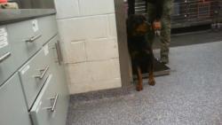 Shelter Stray Male Dog last seen CHARLOTTE, 8315 Byrum Dr, Charlotte, NC 28217, USA