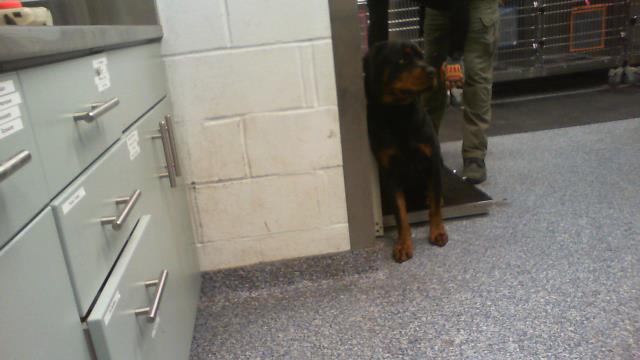 Shelter Stray Male Dog last seen CHARLOTTE, 8315 Byrum Dr, Charlotte, NC 28217, USA