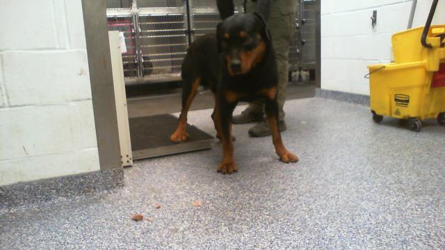 Shelter Stray Male Dog last seen CHARLOTTE, 8315 Byrum Dr, Charlotte, NC 28217, USA