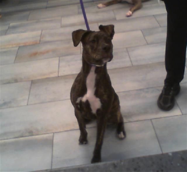 Shelter Stray Female Dog last seen CHARLOTTE, 8315 Byrum Dr, Charlotte, NC 28217, USA