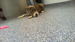 Shelter Stray Female Dog last seen CHARLOTTE, 8315 Byrum Dr, Charlotte, NC 28217, USA