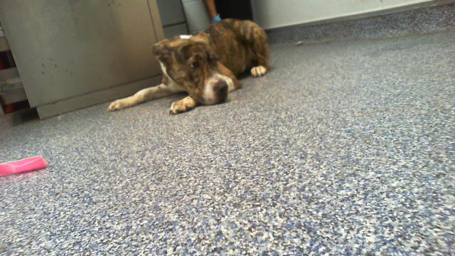 Shelter Stray Female Dog last seen CHARLOTTE, 8315 Byrum Dr, Charlotte, NC 28217, USA