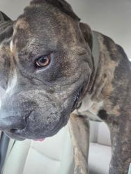 Found/Stray Male Dog last seen Villas at Evergreen Park, Murfreesboro, TN 37128