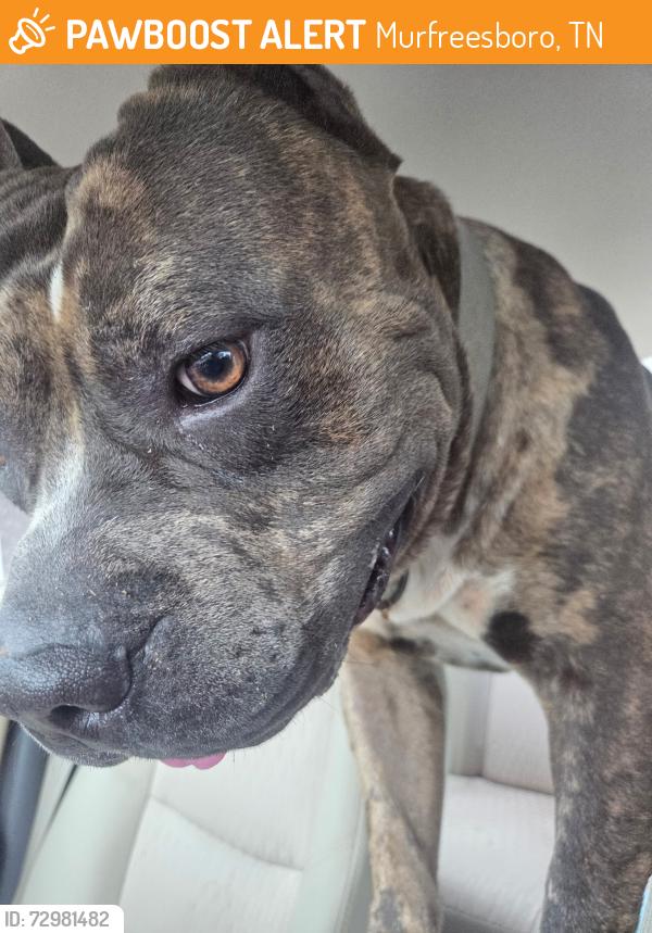 Found/Stray Male Dog last seen Villas at Evergreen Park, Murfreesboro, TN 37128